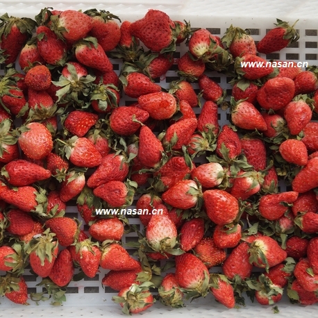 Strawberry dryer
